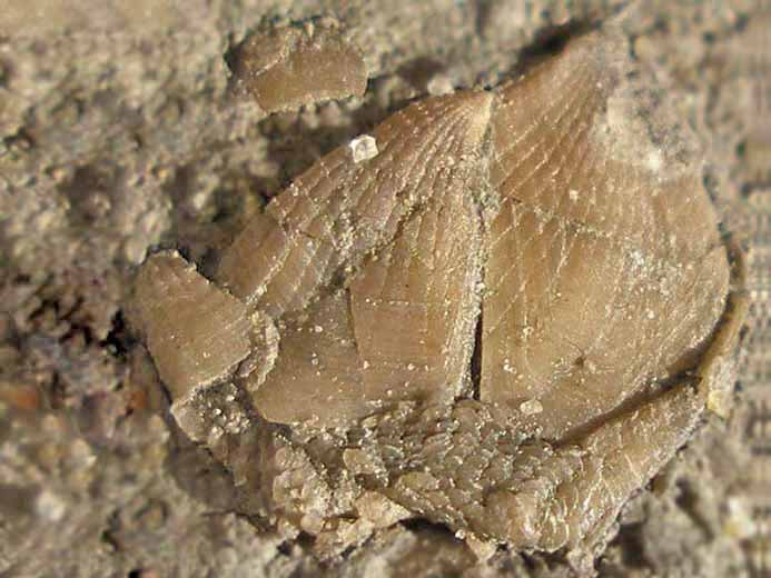 Loriolepas complet fossile jurassique Boulonnais