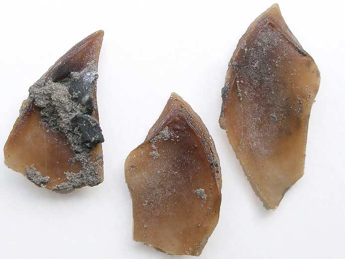 Loriolepas sp: Scutum et Terga fossiles jurassique Boulonnais