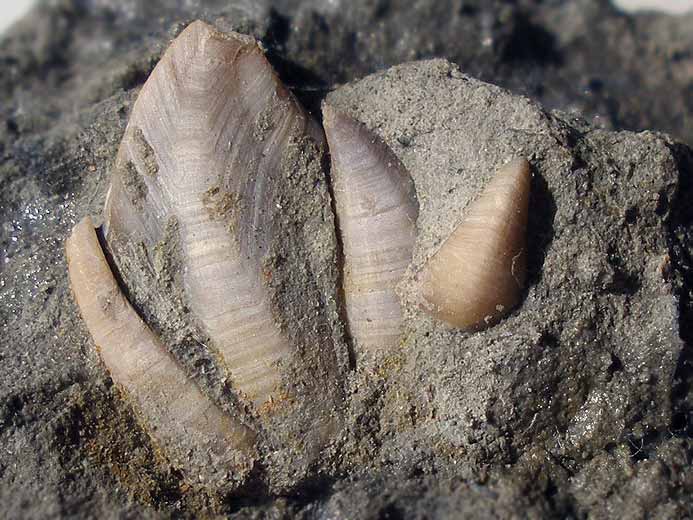 Loriolepas sp: capitulum complet cirripde fossile jurassique Boulonnais