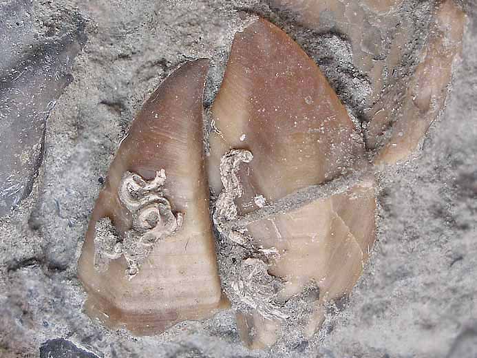Loriolepas sp: scutum et tergum cirripde fossile jurassique Boulonnais