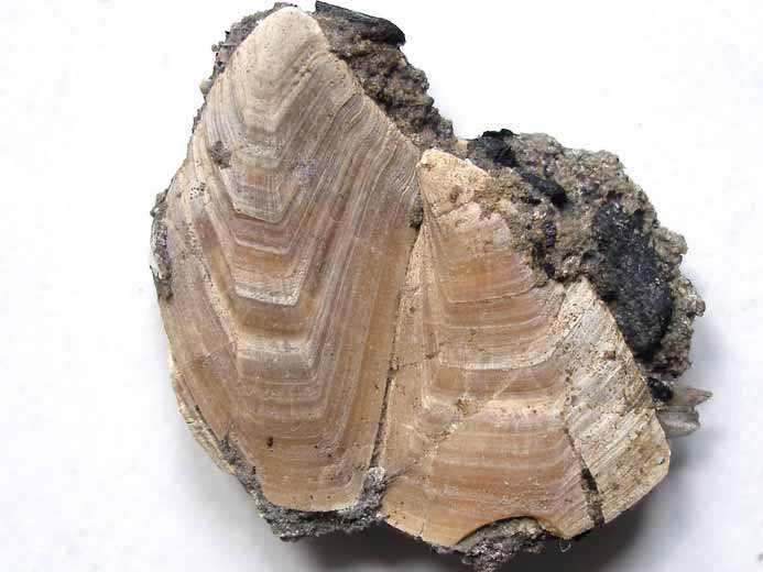 Loriolepas sp: carina, tergum & scutum fossile jurassique Boulonnais