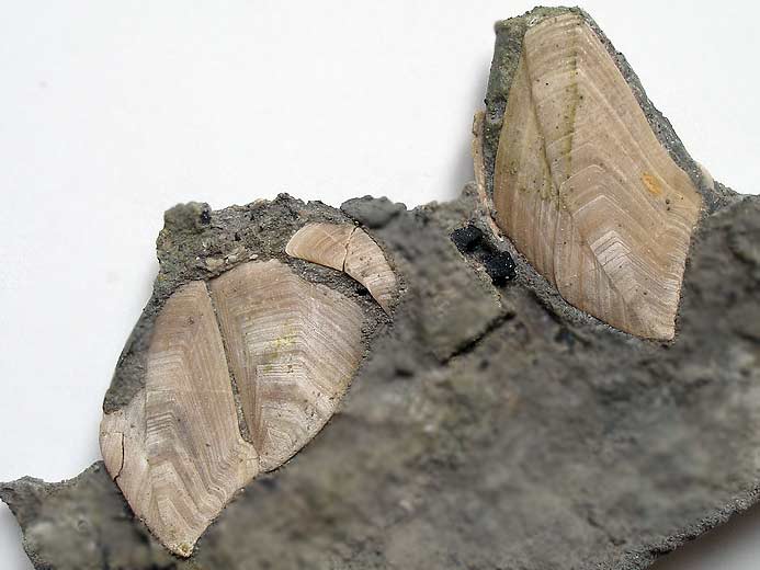 2 Loriolepas sp Cirripde fossile jurassique Boulonnais