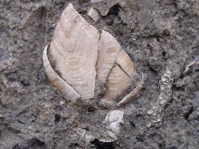 Loriolepas (suprajurensis?): Adulte et juvnile Cirripde fossile jurassique Boulonnais