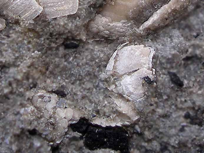Loriolepas (suprajurensis?): juvnile Cirripde fossile jurassique Boulonnais