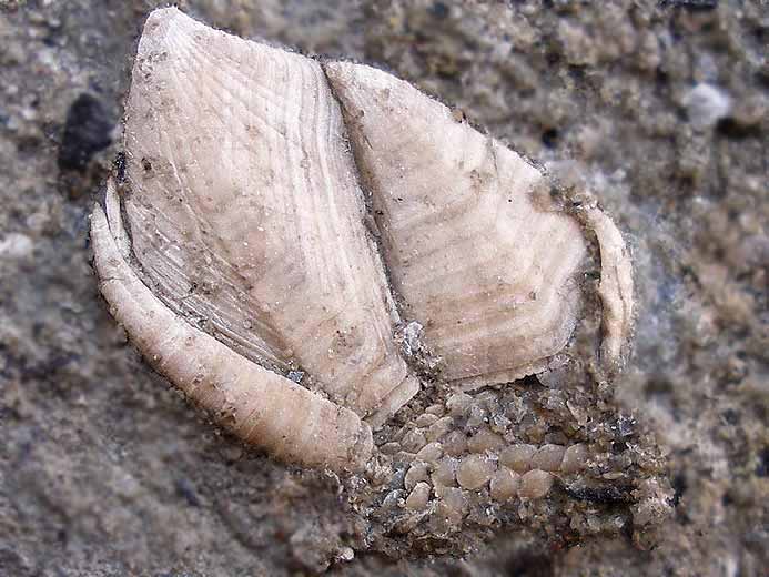 Loriolepas complet Cirripde fossile jurassique Boulonnais