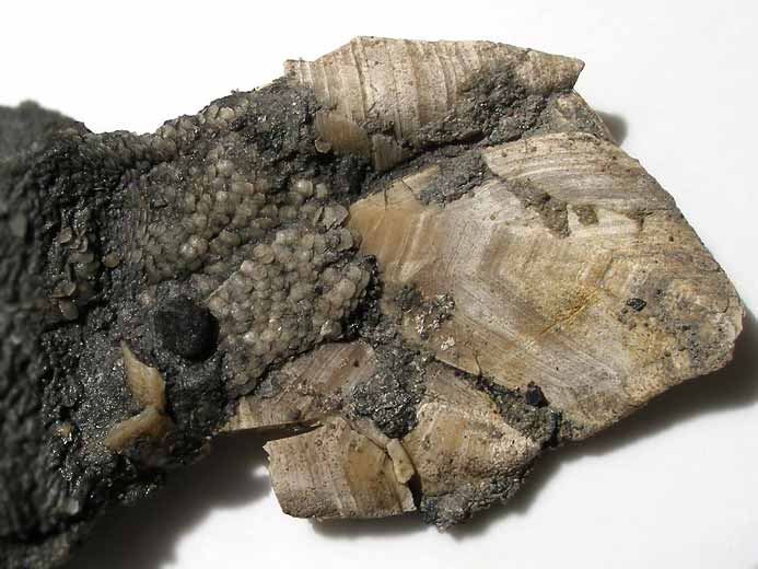 Loriolepas sp Cirripde fossile jurassique Boulonnais