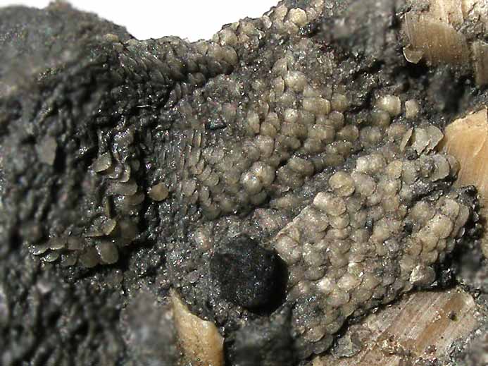 Loriolepas sp: dtail du pdoncule Cirripde fossile jurassique Boulonnais