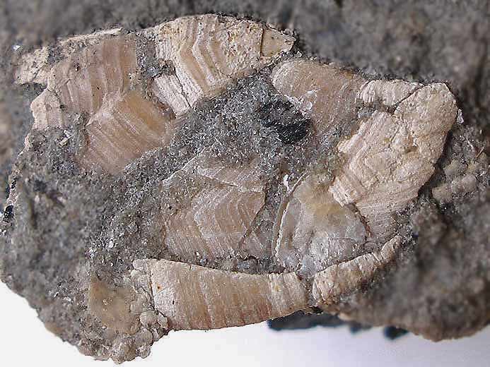 Loriolepas sp : capitulum fossile jurassique Boulonnais