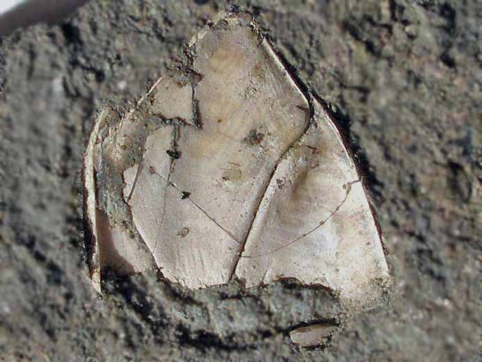 Loriolepas sp: capitulum incomplet fossile jurassique Boulonnais