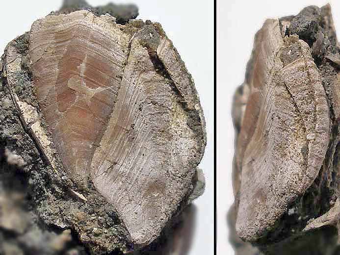 Loriolepas sp: capitulum incomplet fossile jurassique Boulonnais