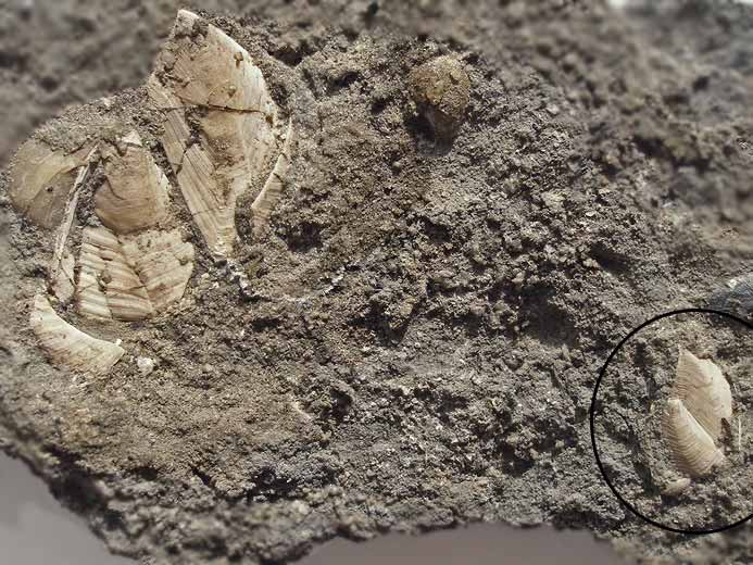 Loriolepas (suprajurensis?):  Cirripèdes fossiles jurassique Boulonnais