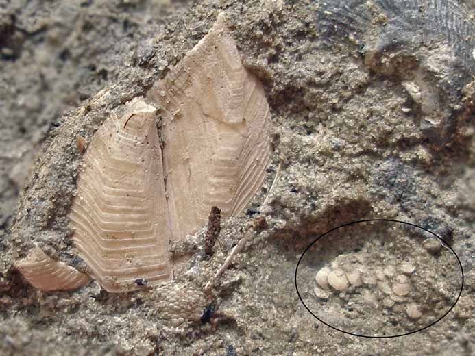 Loriolepas sp:  Cirripdes fossiles jurassique Boulonnais