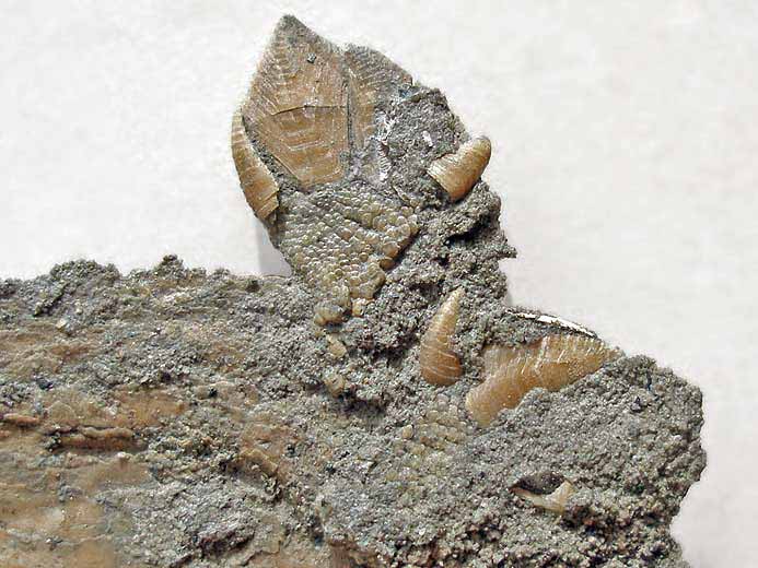 Loriolepas sp Cirripdes fossiles jurassique Boulonnais