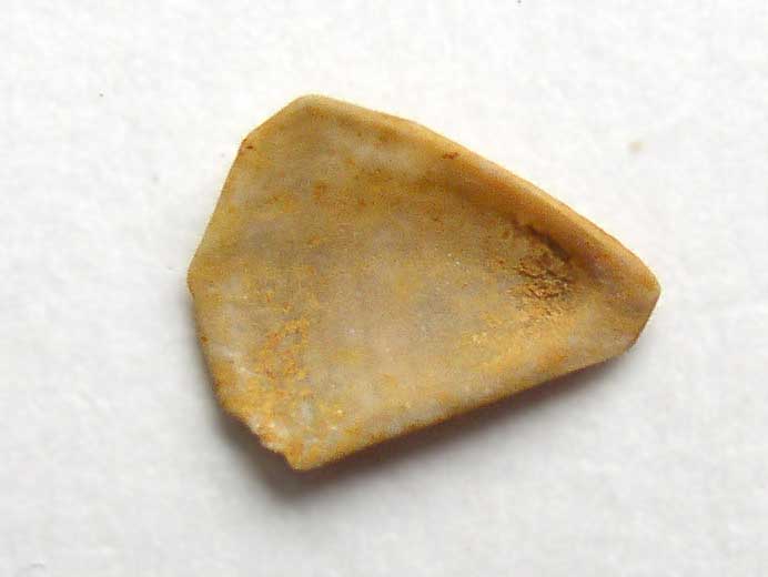 Loriolepas suprajurensis: scutum Cirripde fossile jurassique Boulonnais