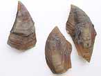 Cirripde pdoncul fossile : Loriolepas du jurassique Boulonnais