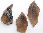 Cirripde pdoncul fossile : Loriolepas du jurassique Boulonnais