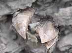 Cirripde pdoncul fossile : Loriolepas du jurassique Boulonnais