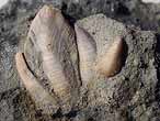 Cirripde pdoncul fossile : Loriolepas du jurassique Boulonnais