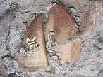 Cirripde pdoncul fossile : Loriolepas du jurassique Boulonnais