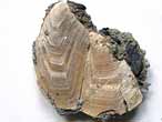 Cirripdes pdonculs fossiles : Loriolepas du jurassique Boulonnais