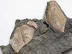 Cirripdes pdonculs fossiles : Loriolepas du jurassique Boulonnais