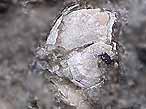 Cirripdes pdonculs fossiles : Loriolepas du jurassique Boulonnais