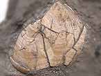 Cirripde pdoncul fossile : capitulum de Loriolepas du jurassique Boulonnais