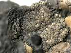 Cirripdes pdonculs fossiles: Loriolepas du jurassique Boulonnais