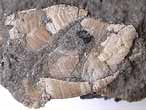 Cirripdes pdonculs fossiles : Loriolepas du jurassique Boulonnais