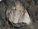 Cirripdes pdonculs fossiles : Loriolepas du jurassique Boulonnais