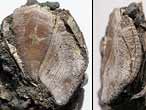 Cirripdes pdonculs fossiles : Loriolepas du jurassique Boulonnais