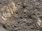 Cirripdes pdonculs fossiles : Loriolepas du jurassique Boulonnais