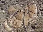 Cirripdes pdonculs fossiles : Loriolepas du jurassique Boulonnais