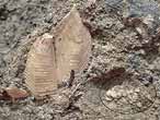 Cirripdes pdonculs fossiles : Loriolepas du jurassique Boulonnais