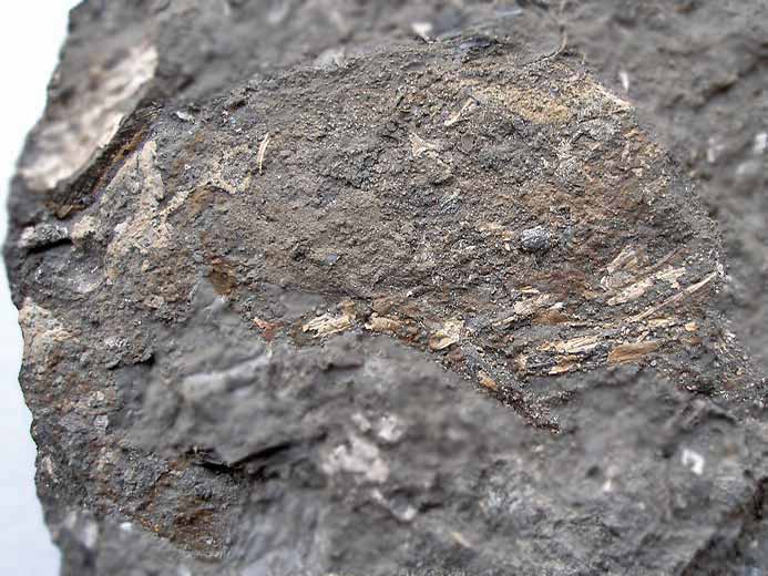 Mecochiridae crustac dcapode fossile jurassique Boulonnais