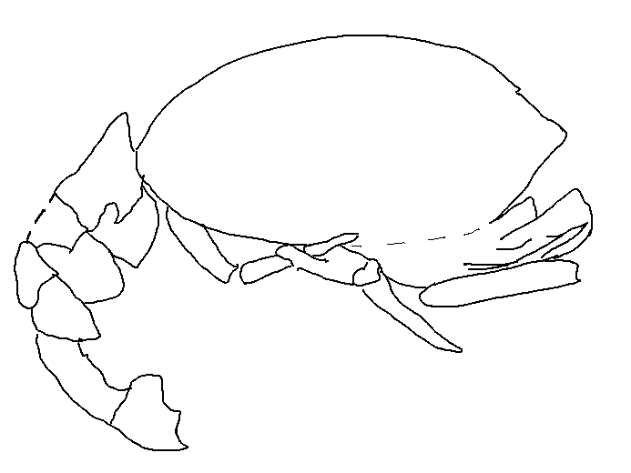 Mecochiridae crustac dcapode fossile jurassique Boulonnais