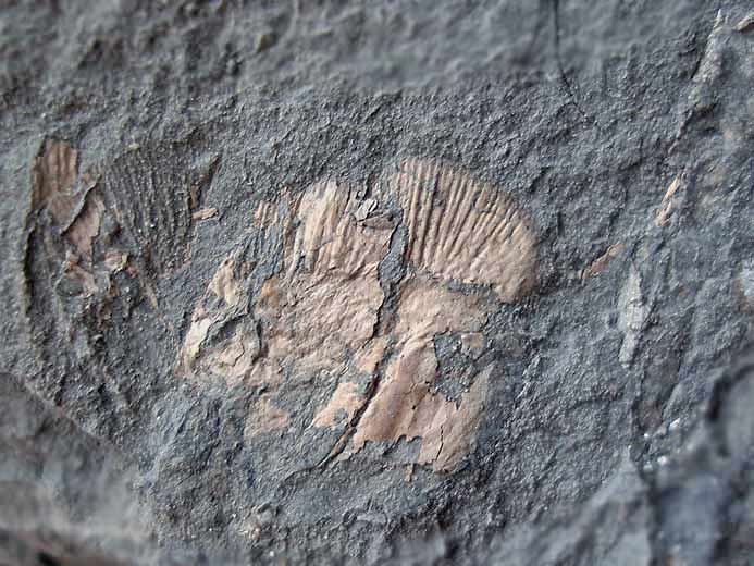 Mecochiridae crustac dcapode fossile jurassique Boulonnais