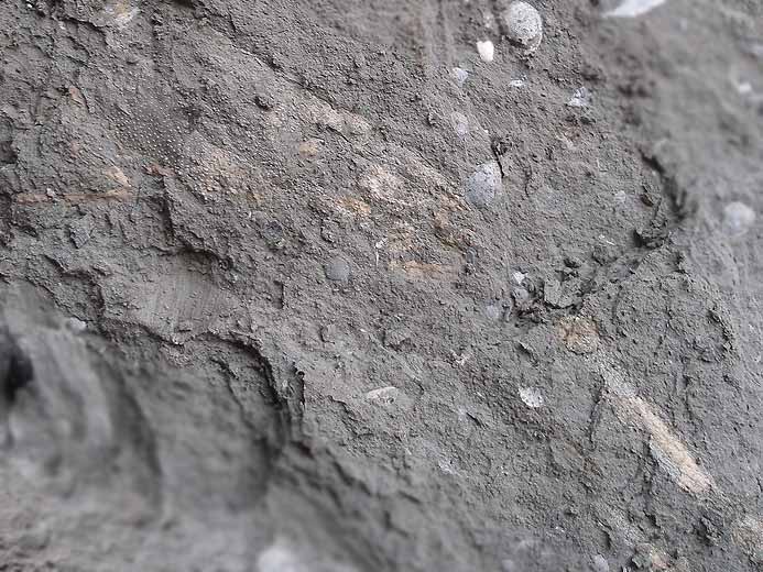 Mecochiridae crustac dcapode fossile jurassique Boulonnais
