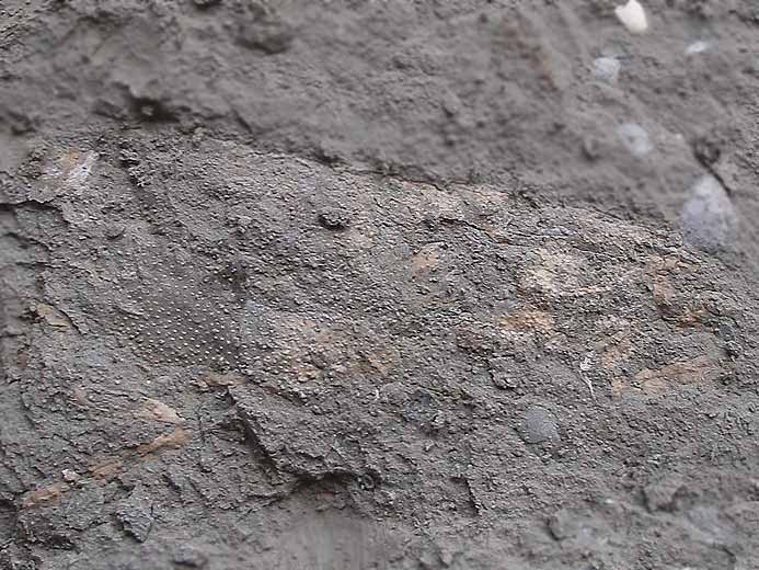 Mecochiridae crustac dcapode fossile jurassique Boulonnais