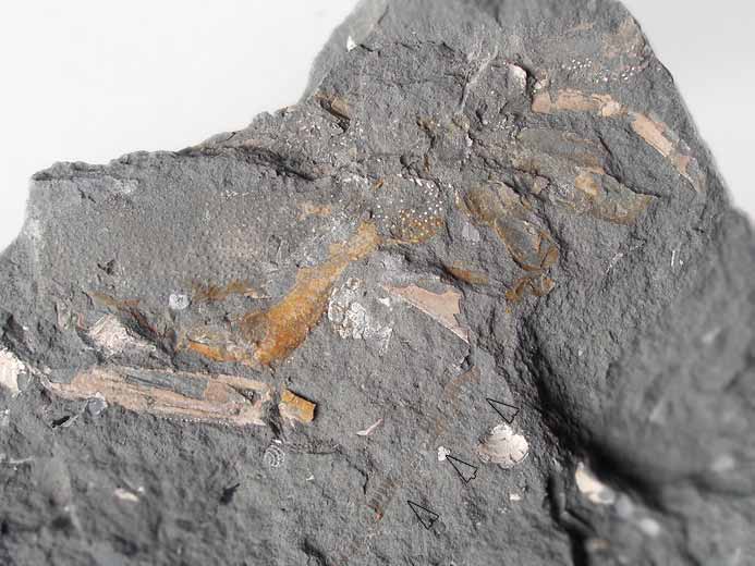 Mecochiridae crustac dcapode fossile jurassique Boulonnais