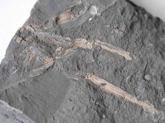 Mecochiridae crustac dcapode fossile jurassique Boulonnais