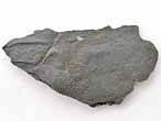 Mecochiridae Fossiles de Crustacs macroures du jurassique Boulonnais
