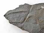 Mecochiridae Fossiles de Crustacs macroures du jurassique Boulonnais