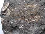 Mecochiridae Fossiles de Crustacs macroures du jurassique Boulonnais