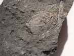 Fossile de Crustac Mecochiridae du jurassique Boulonnais