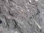 Mecochiridae Fossiles de Crustacs macroures du jurassique Boulonnais