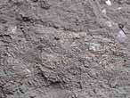 Mecochiridae Fossiles de Crustacs macroures du jurassique Boulonnais