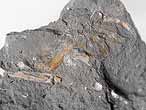 Fossile de Crustac Mecochiridae du jurassique Boulonnais
