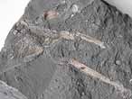 Mecochiridae Fossiles de Crustacs macroures du jurassique Boulonnais