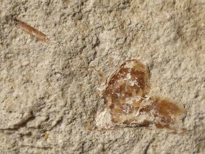 "Natantia" fossile jurassique Boulonnais